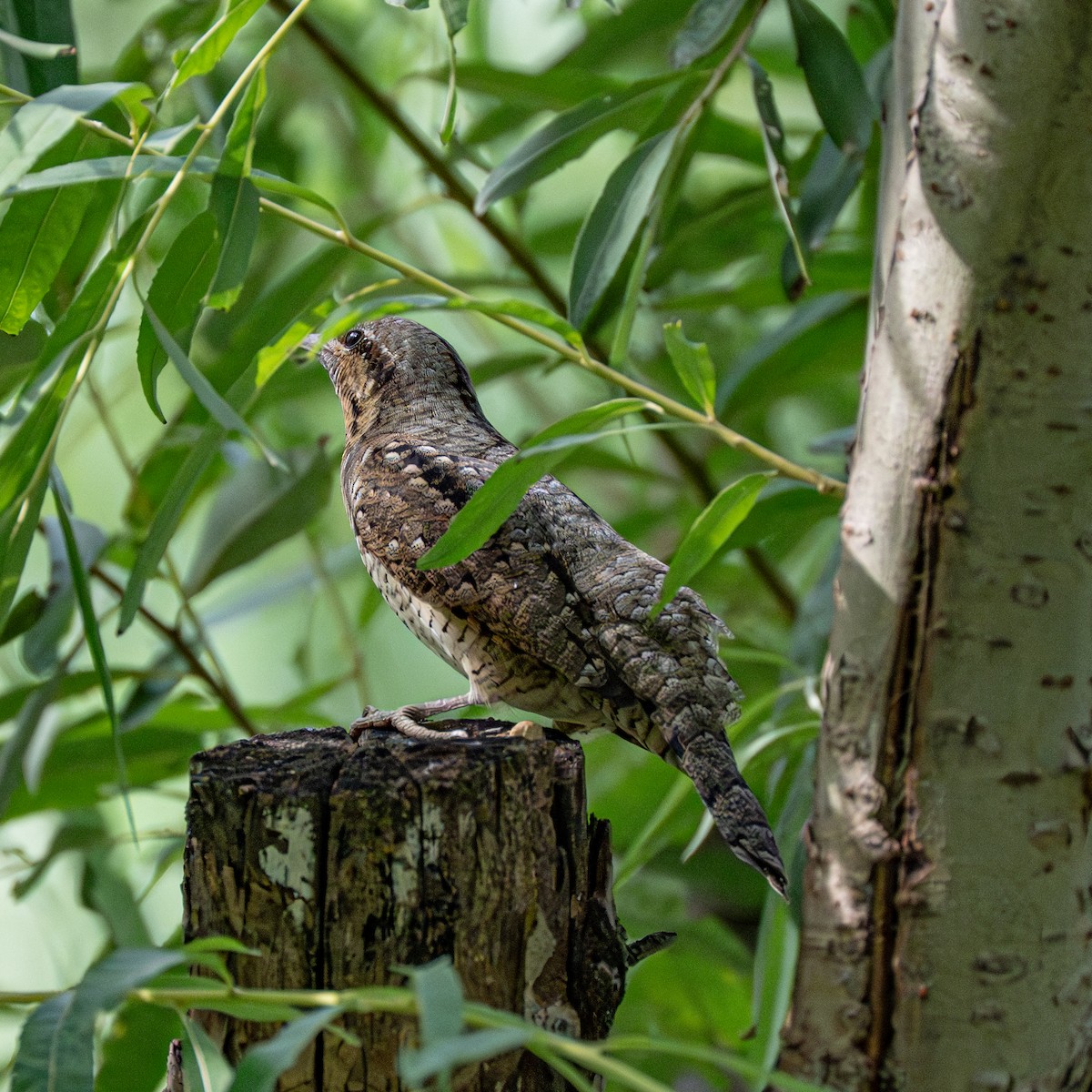 Eurasian Wryneck - ML646262717