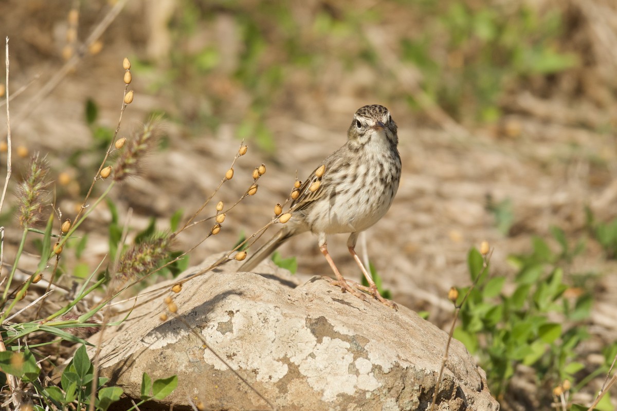 Berthelot's Pipit - ML646262718