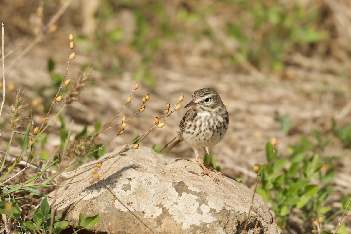 Berthelot's Pipit - ML646262720