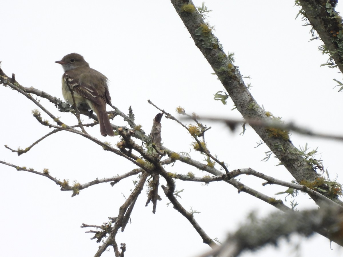 Small-billed Elaenia - ML646262723