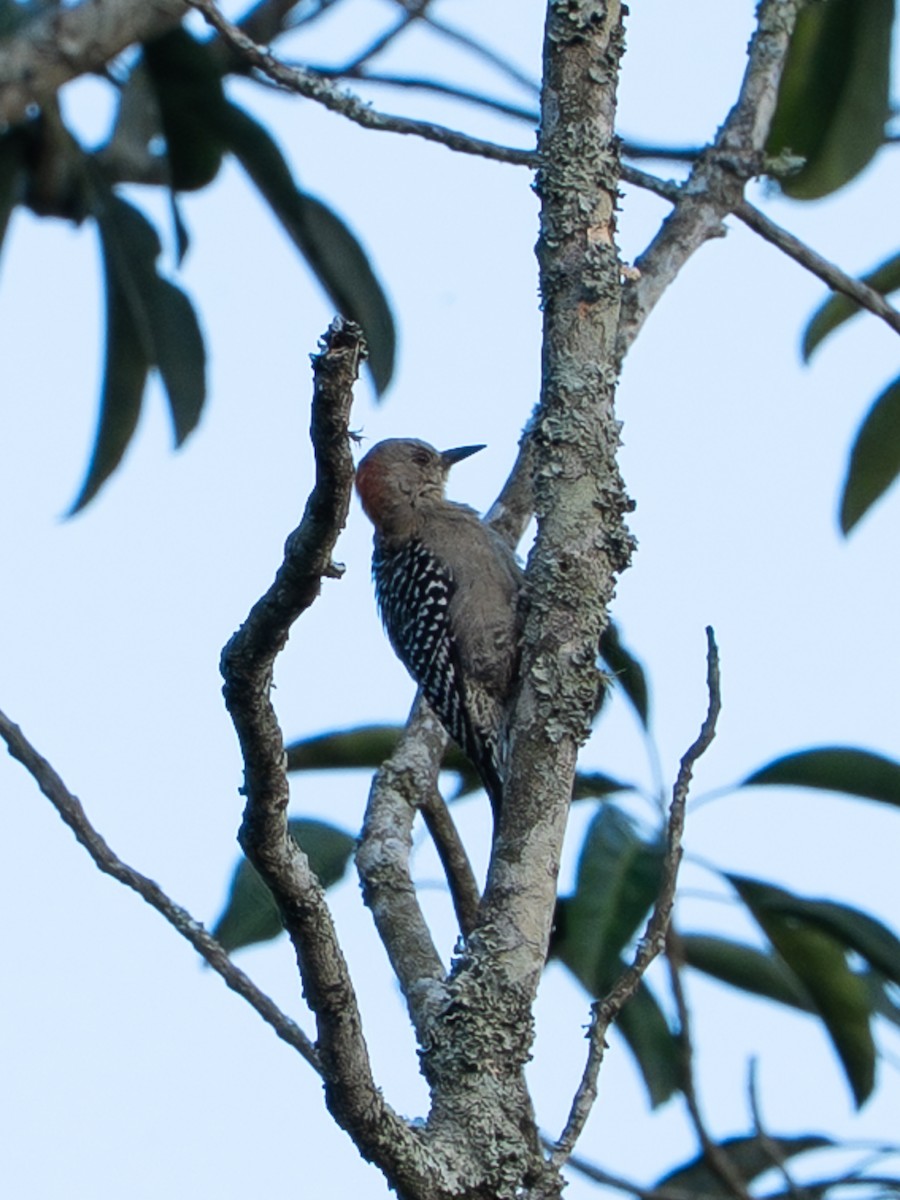 Red-crowned Woodpecker - ML646262724