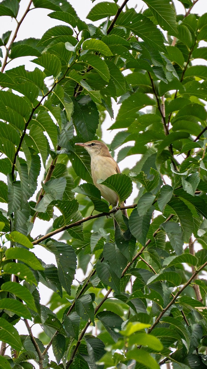 Oriental Reed Warbler - ML646262725