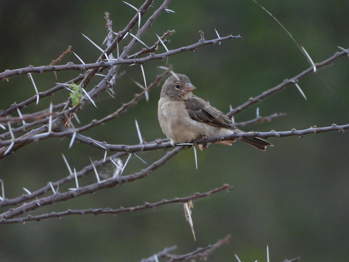 Yellow-spotted Bush Sparrow - ML646262727