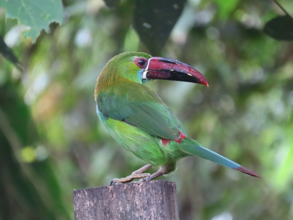 Crimson-rumped Toucanet - ML646262728
