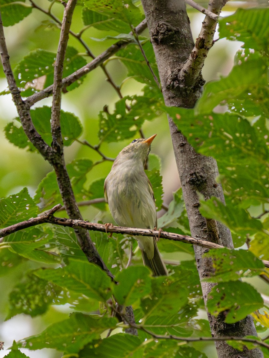 Arctic Warbler - ML646262730