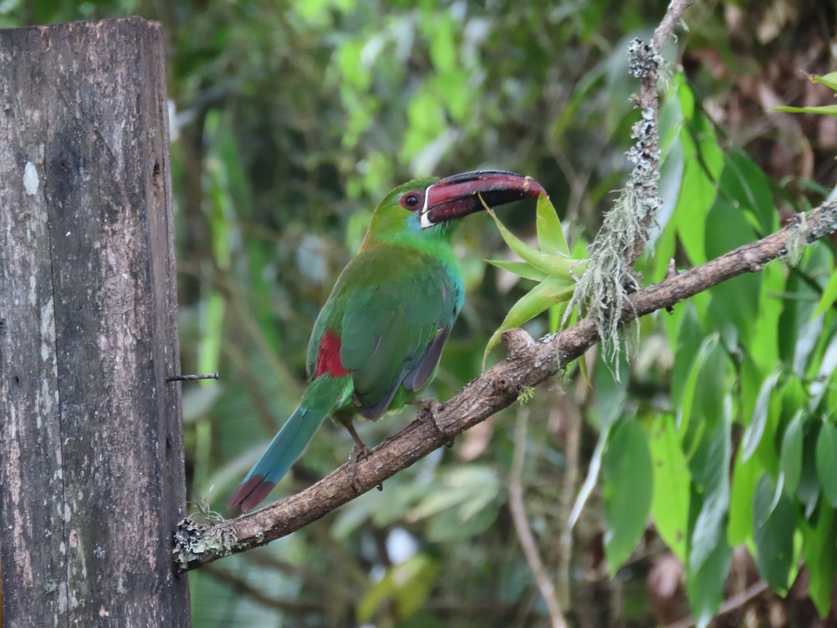 Crimson-rumped Toucanet - ML646262733