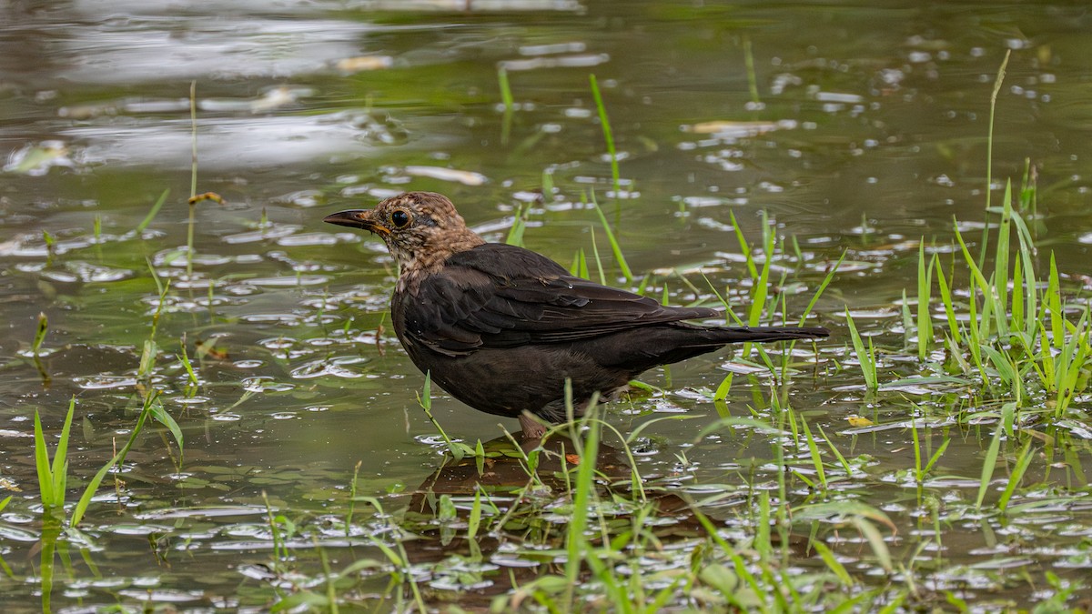 Chinese Blackbird - ML646262734