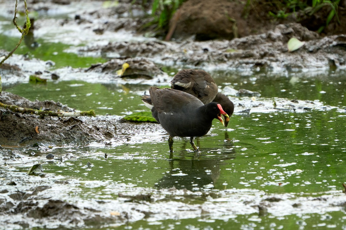 Common Gallinule (American) - ML646262735
