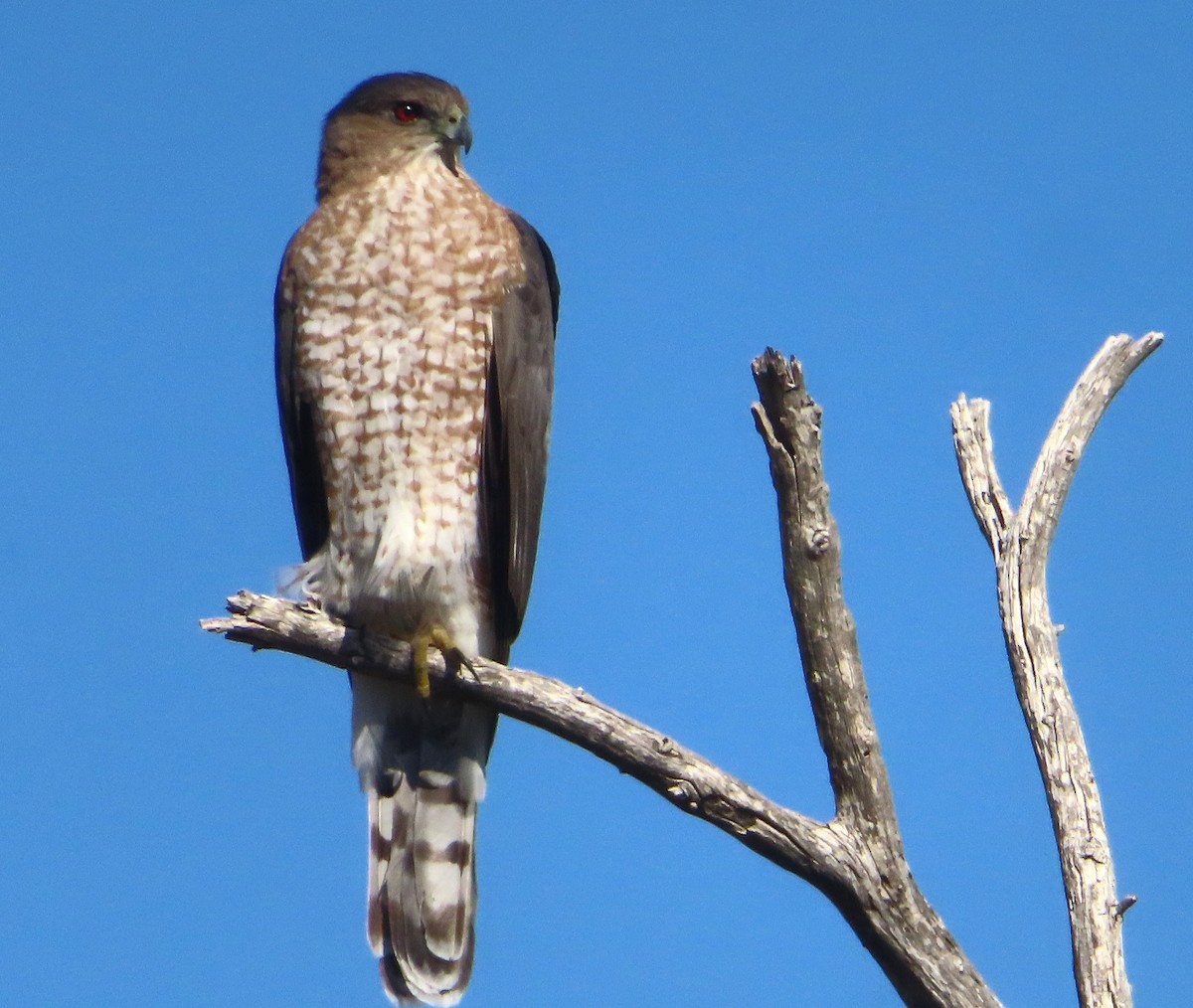 Cooper's Hawk - ML646262737