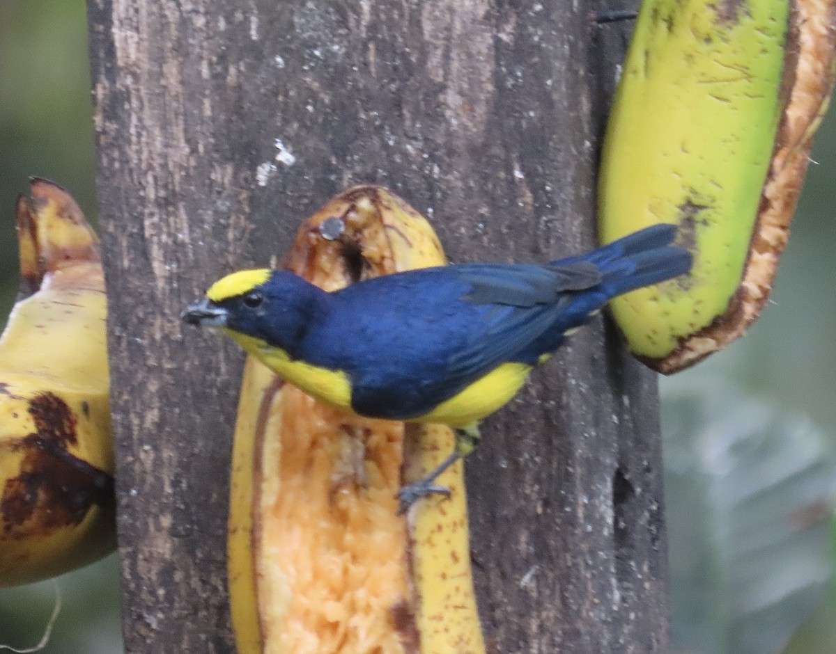 Thick-billed Euphonia - ML646262738