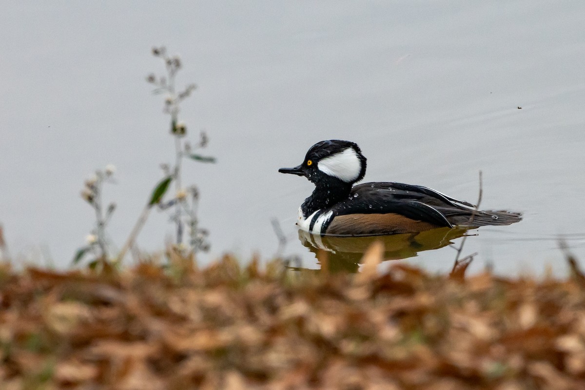 Hooded Merganser - ML646262741
