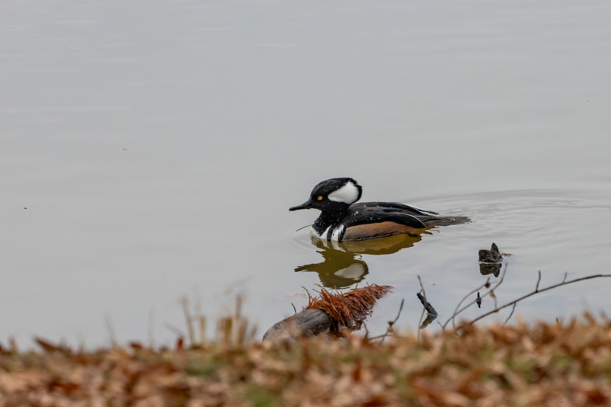 Hooded Merganser - ML646262742