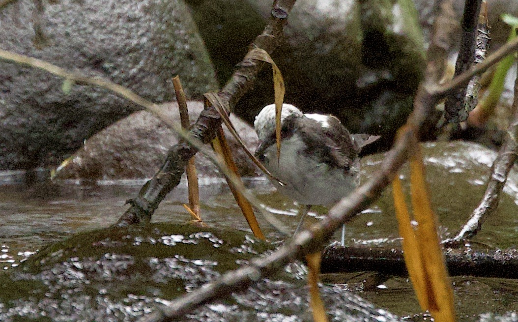 White-capped Dipper - ML646262743