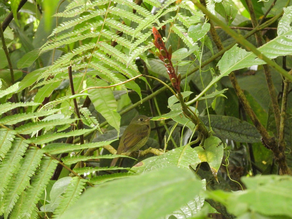 Olive-striped Flycatcher - ML646262745
