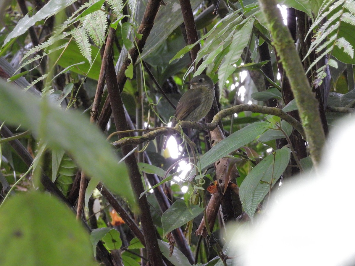 Olive-striped Flycatcher - ML646262751