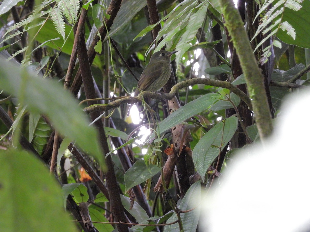 Olive-striped Flycatcher - ML646262752