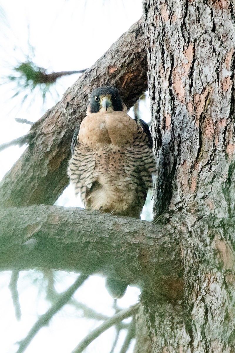 Peregrine Falcon - ML646262755
