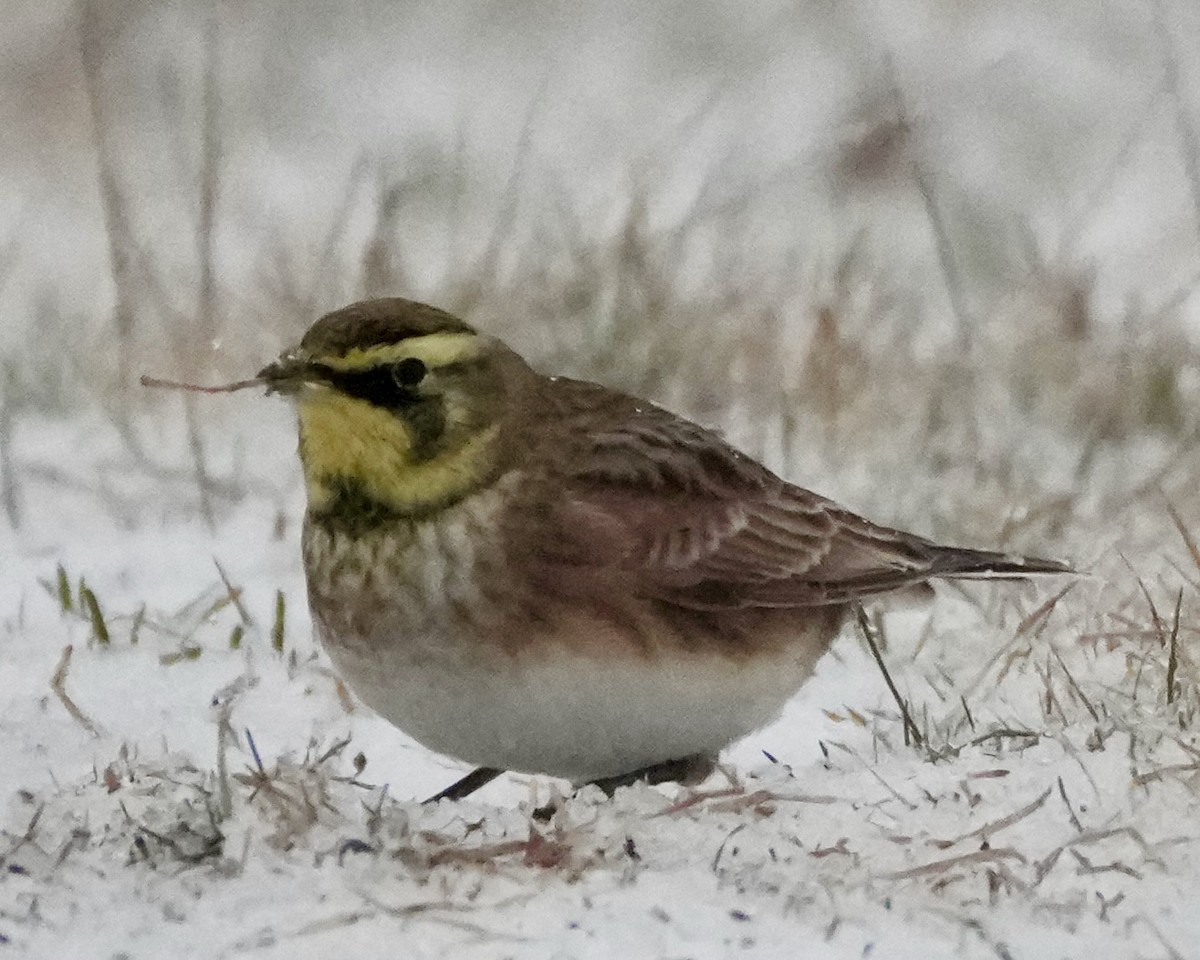 Horned Lark - ML646262757
