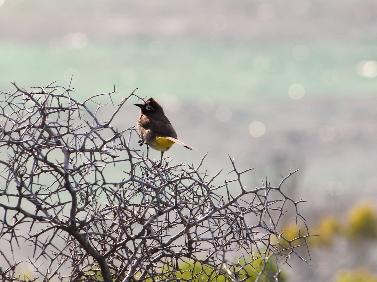 Cape Bulbul - ML646262758