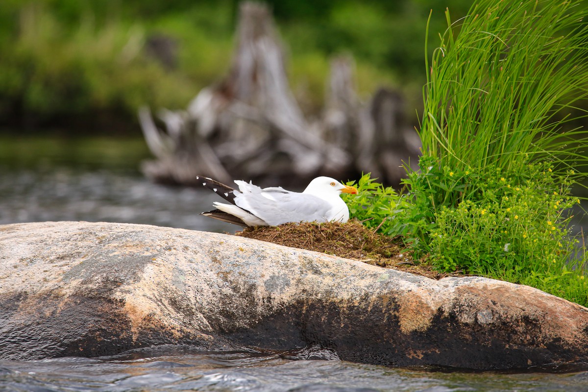 American Herring Gull - ML646262759