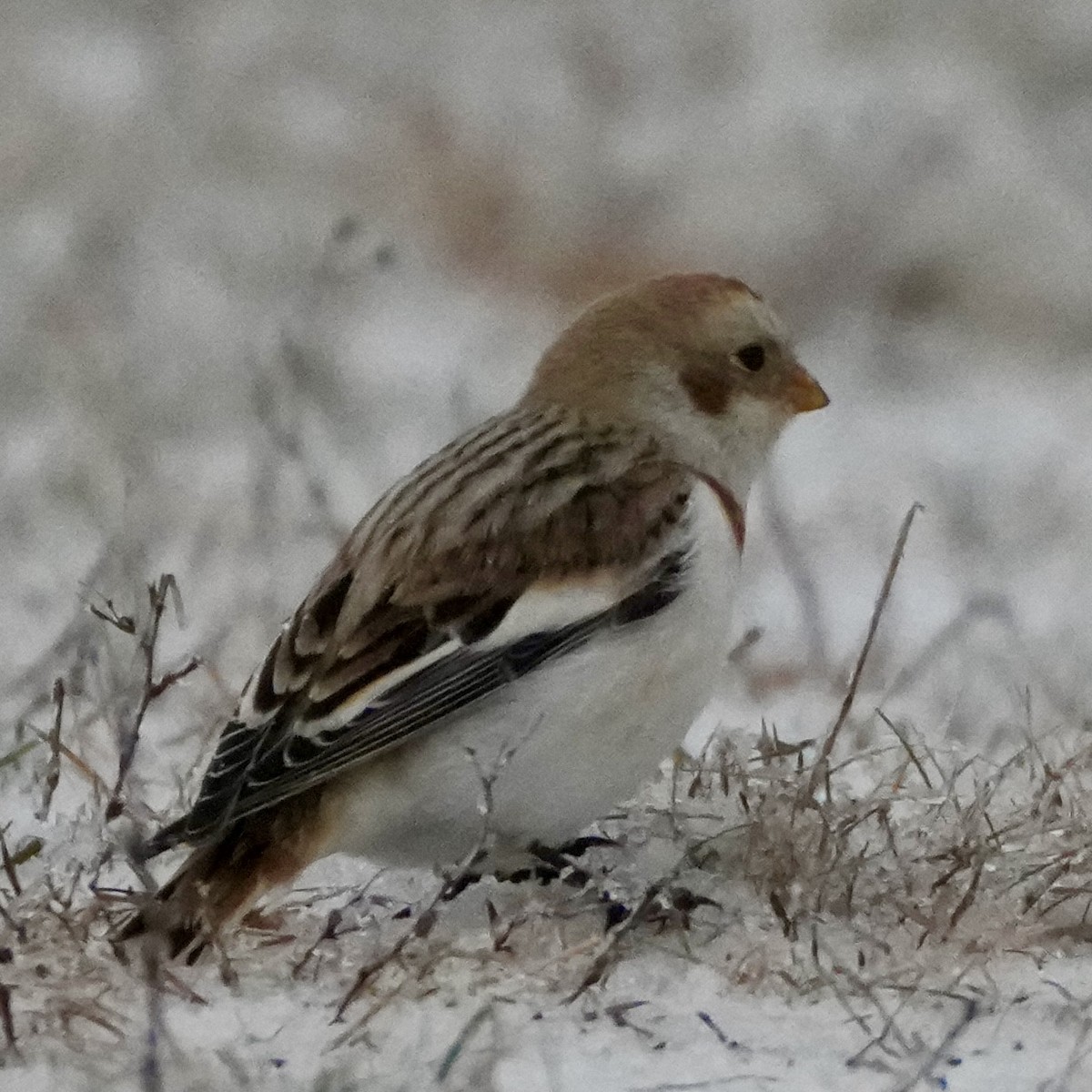 Snow Bunting - ML646262760
