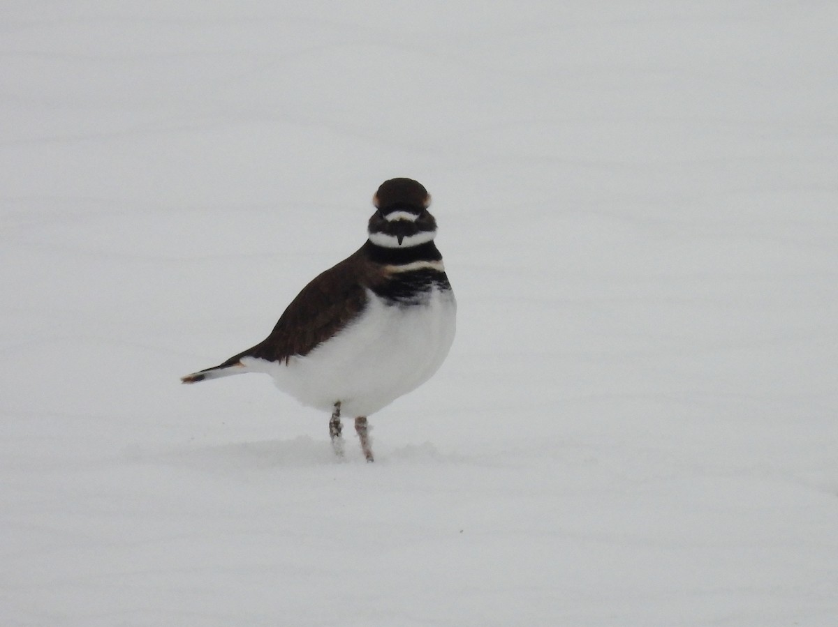 Killdeer - ML646262768