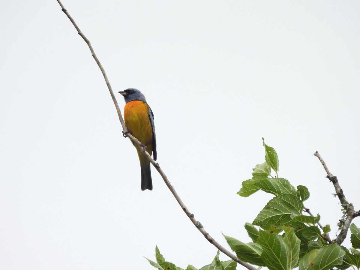 Blue-and-yellow Tanager - ML646262769