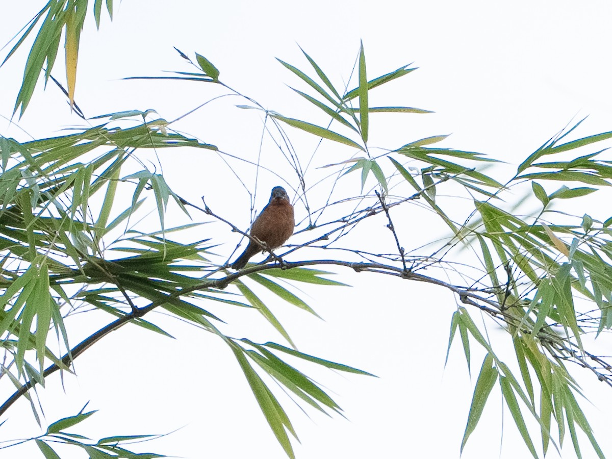 Ruddy-breasted Seedeater - ML646262771