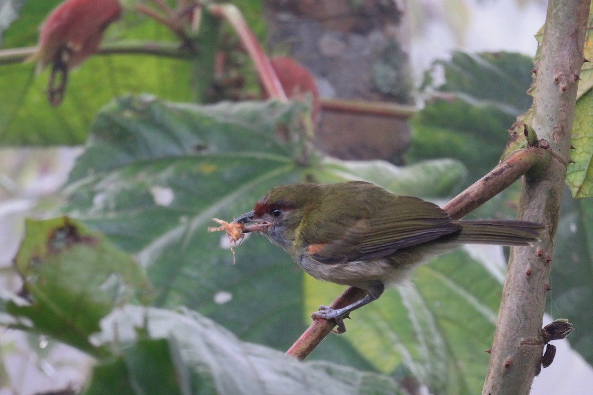 Black-billed Peppershrike - ML646262772