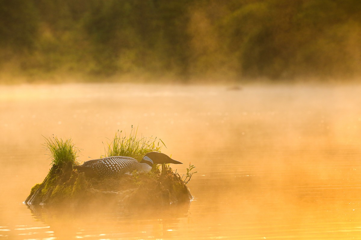 Common Loon - ML646262773