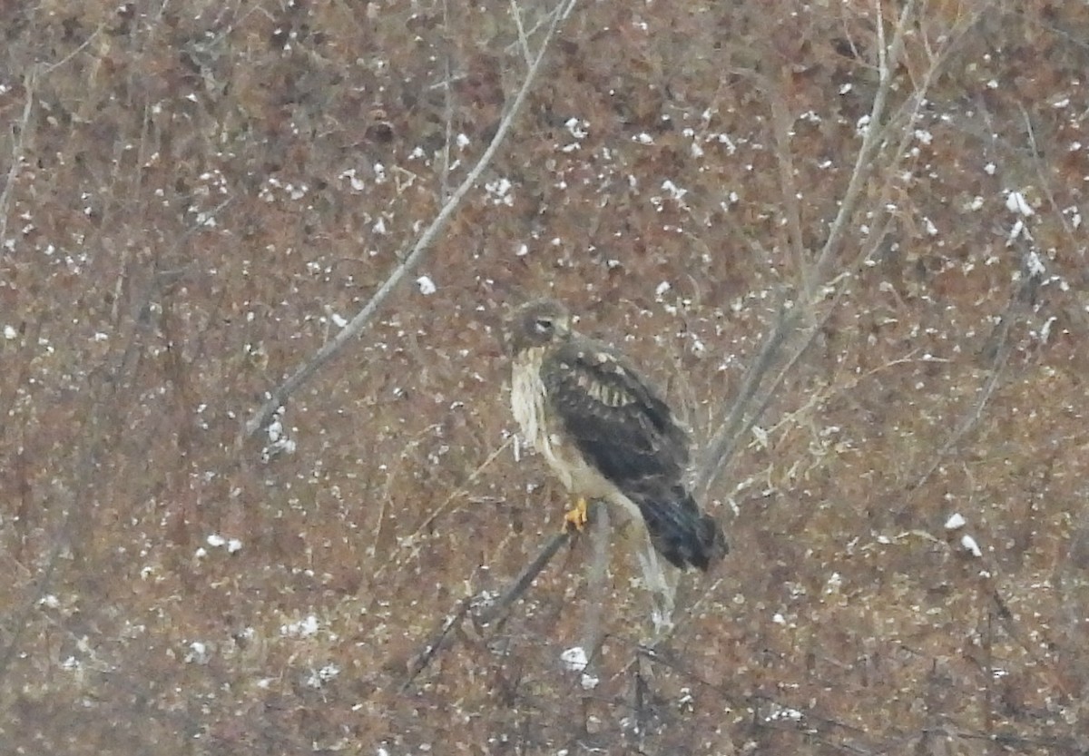 Northern Harrier - ML646262778