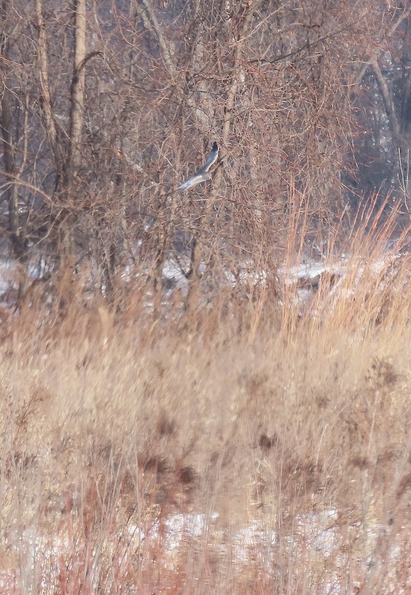 Amerika Delicesi - ML646262779