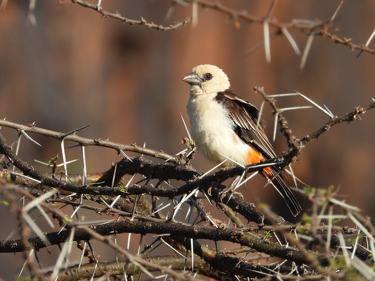 White-headed Buffalo-Weaver - ML646262785
