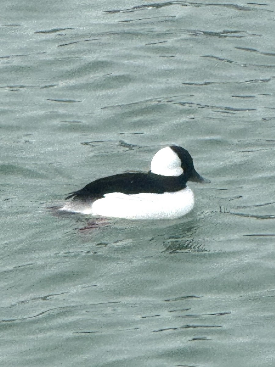 bøffeland - ML646262802