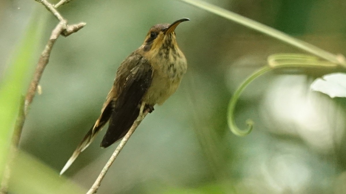 strekstrupeeremitt - ML646262803