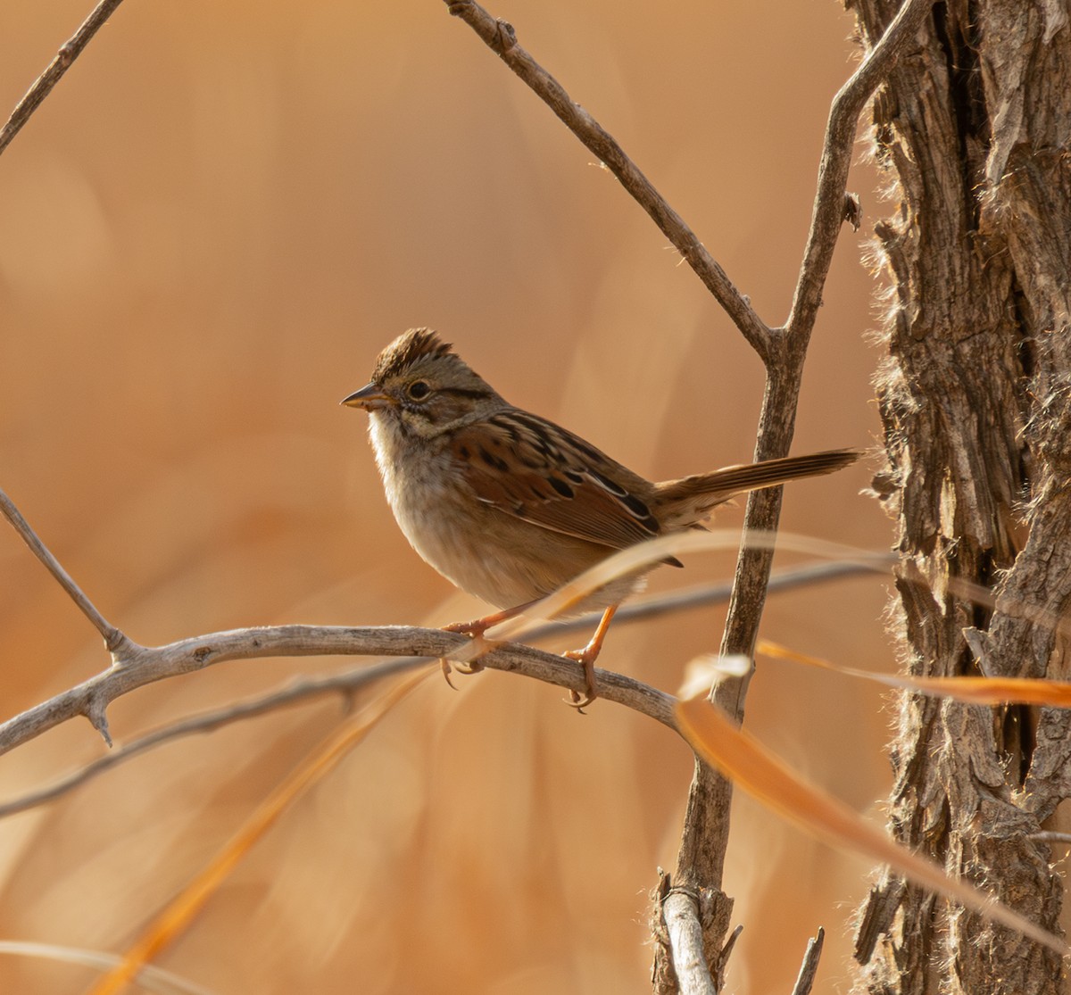 sumpspurv - ML646262804