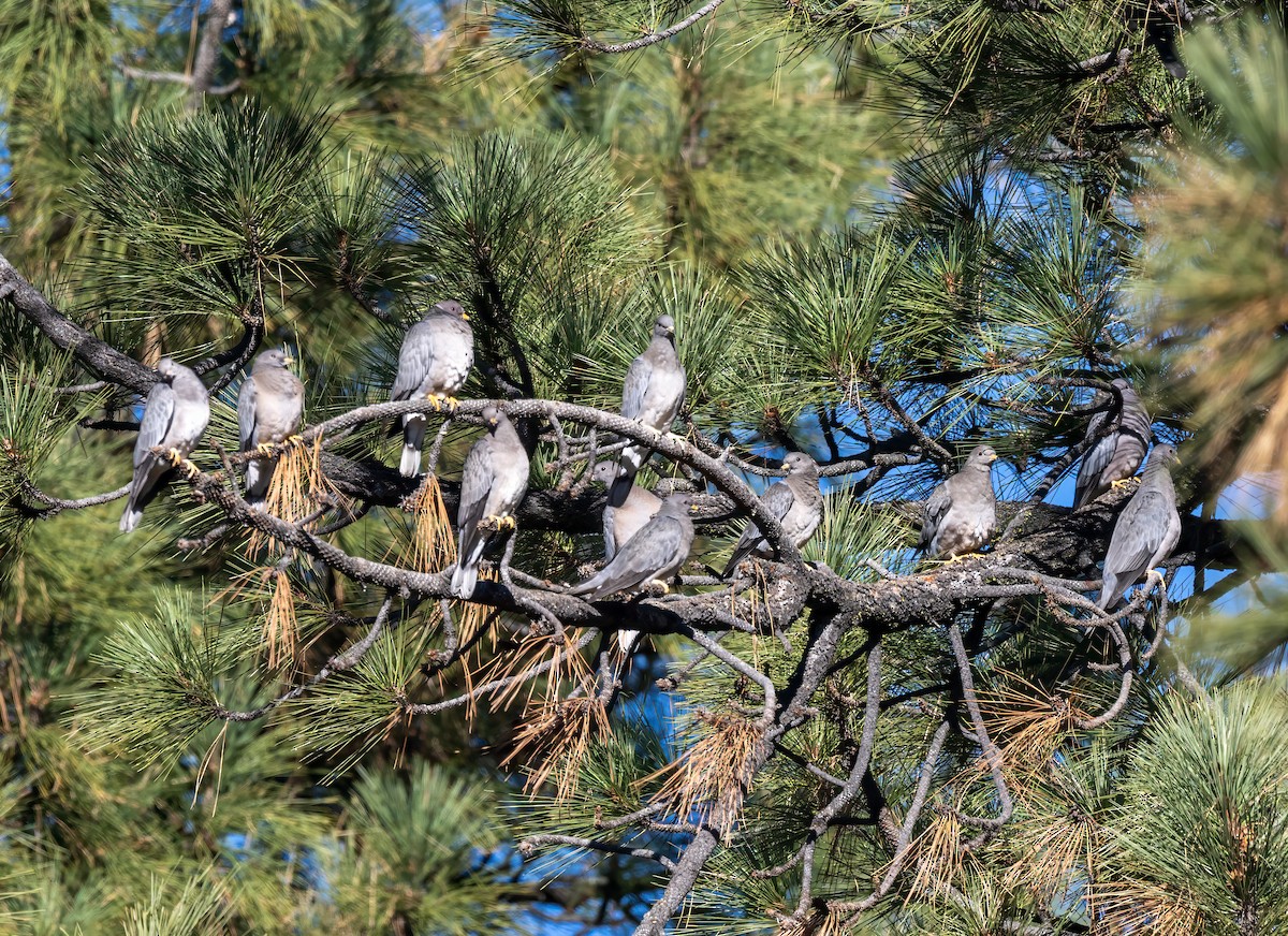 bånddue - ML646262805