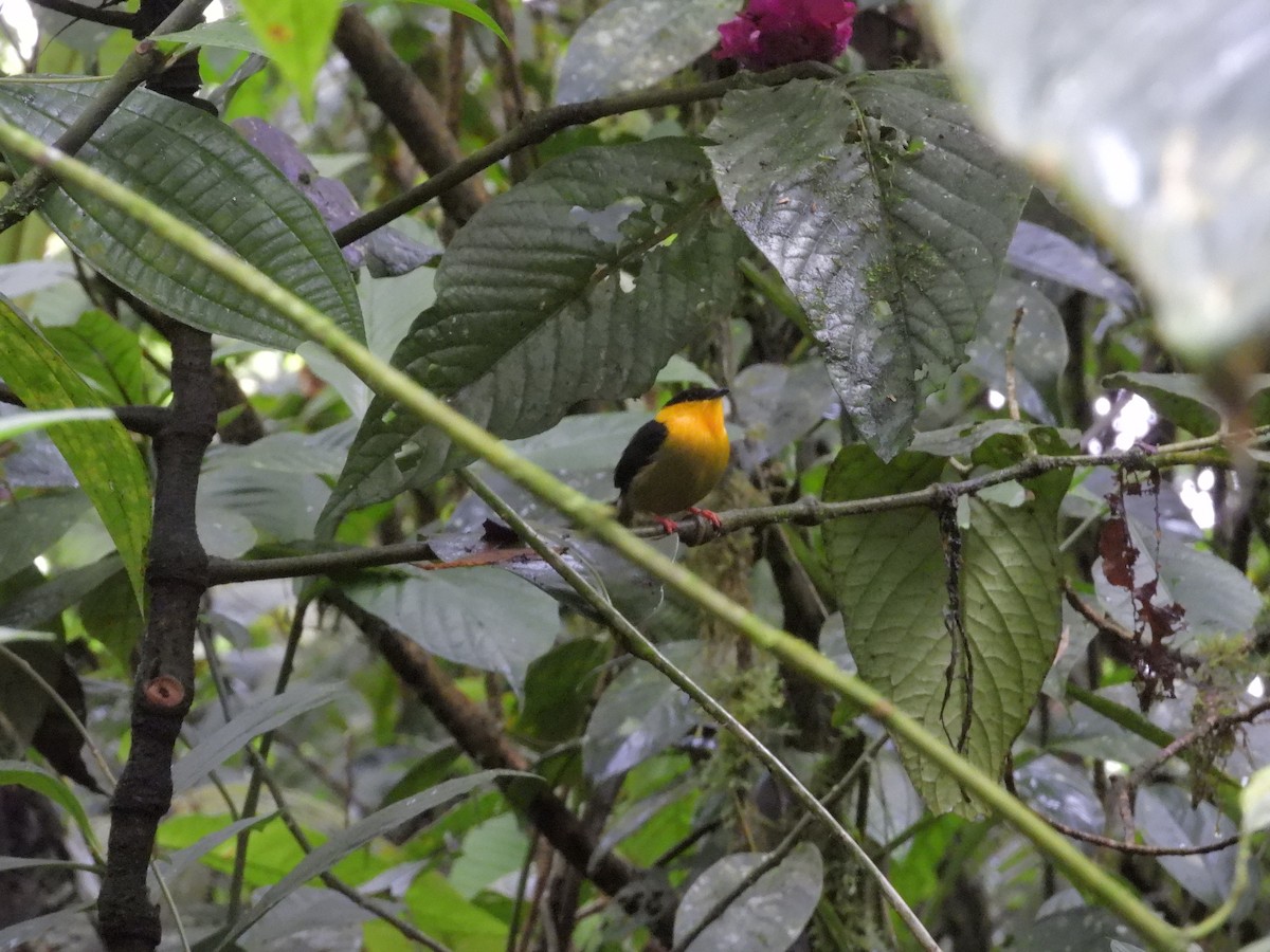 gullskjeggmanakin - ML646262806