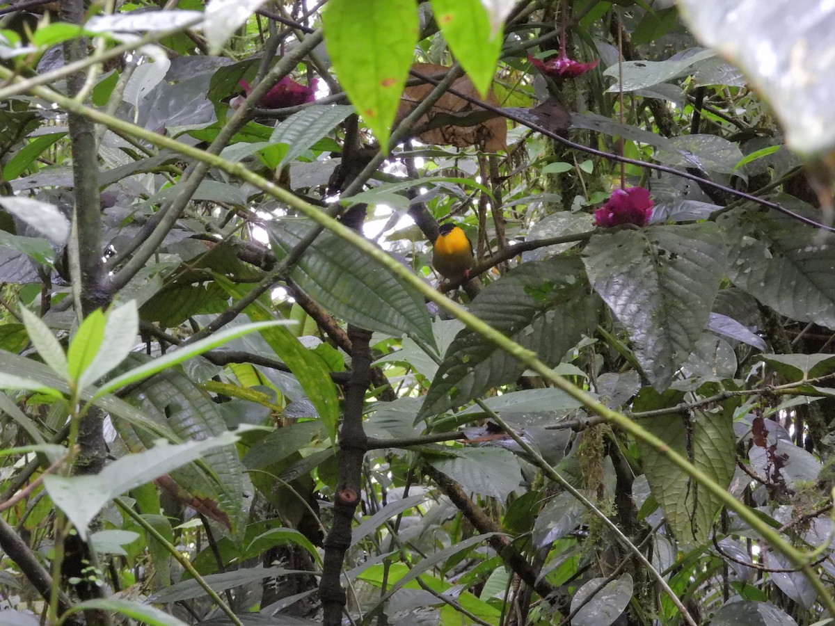 gullskjeggmanakin - ML646262807