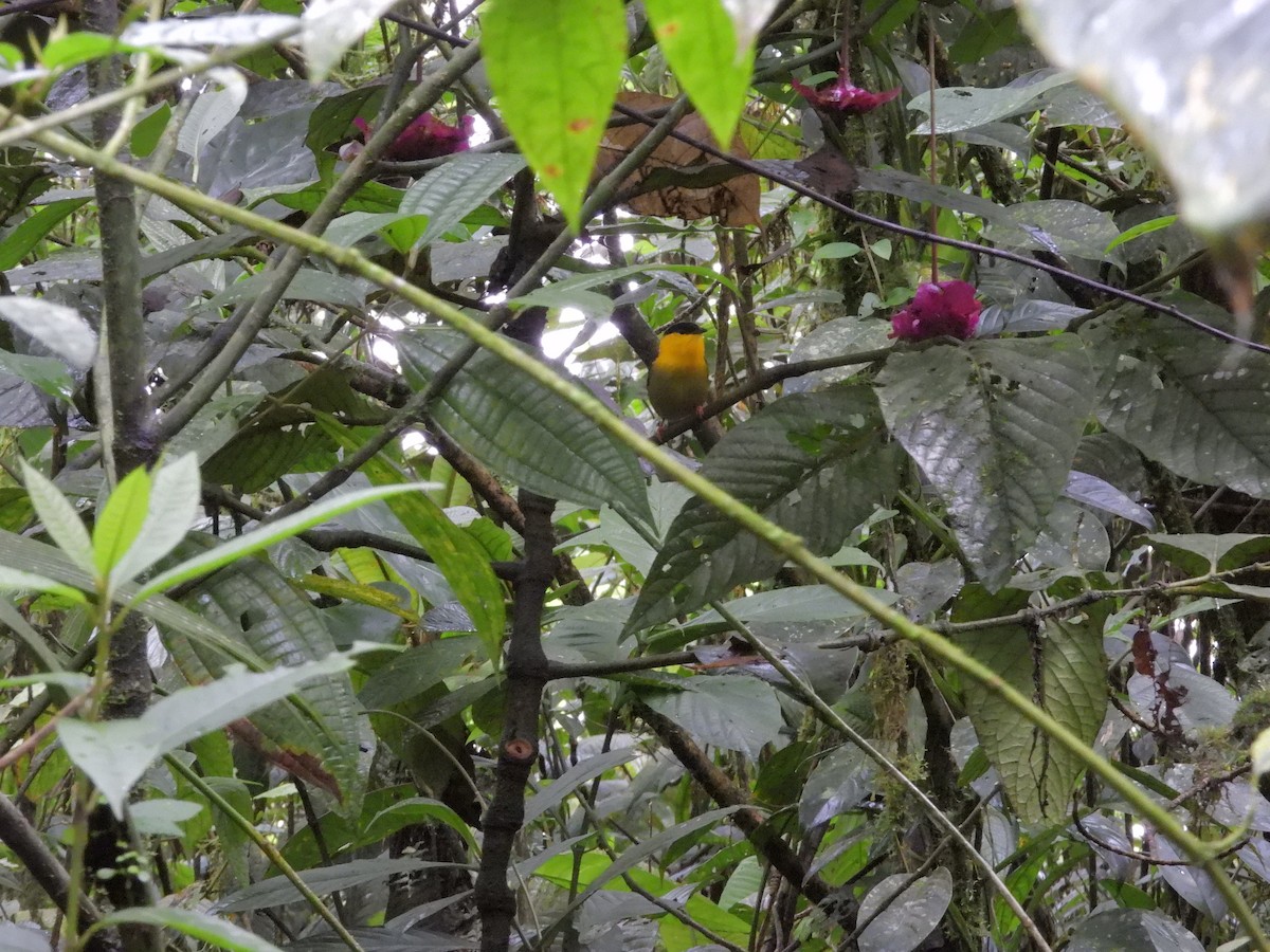 gullskjeggmanakin - ML646262808