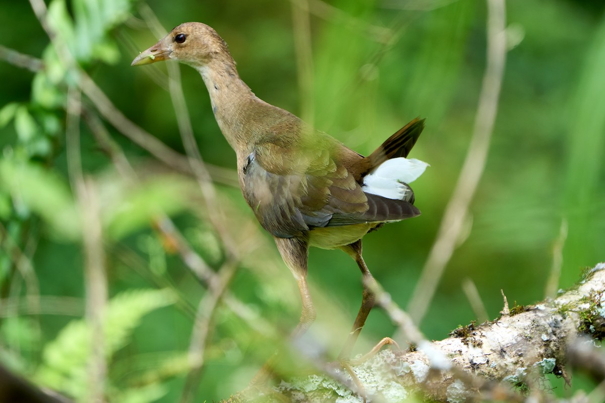 amerikapurpurhøne - ML646262810