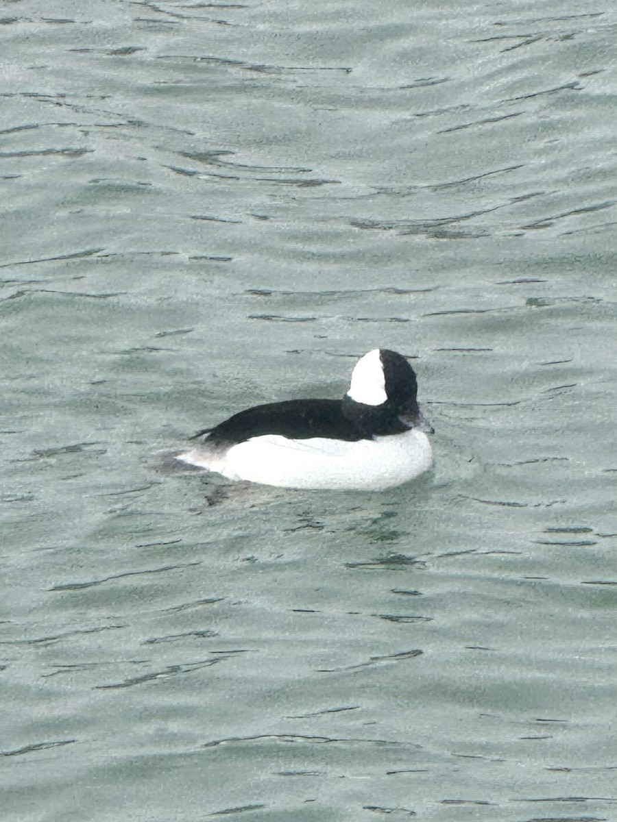 bøffeland - ML646262811