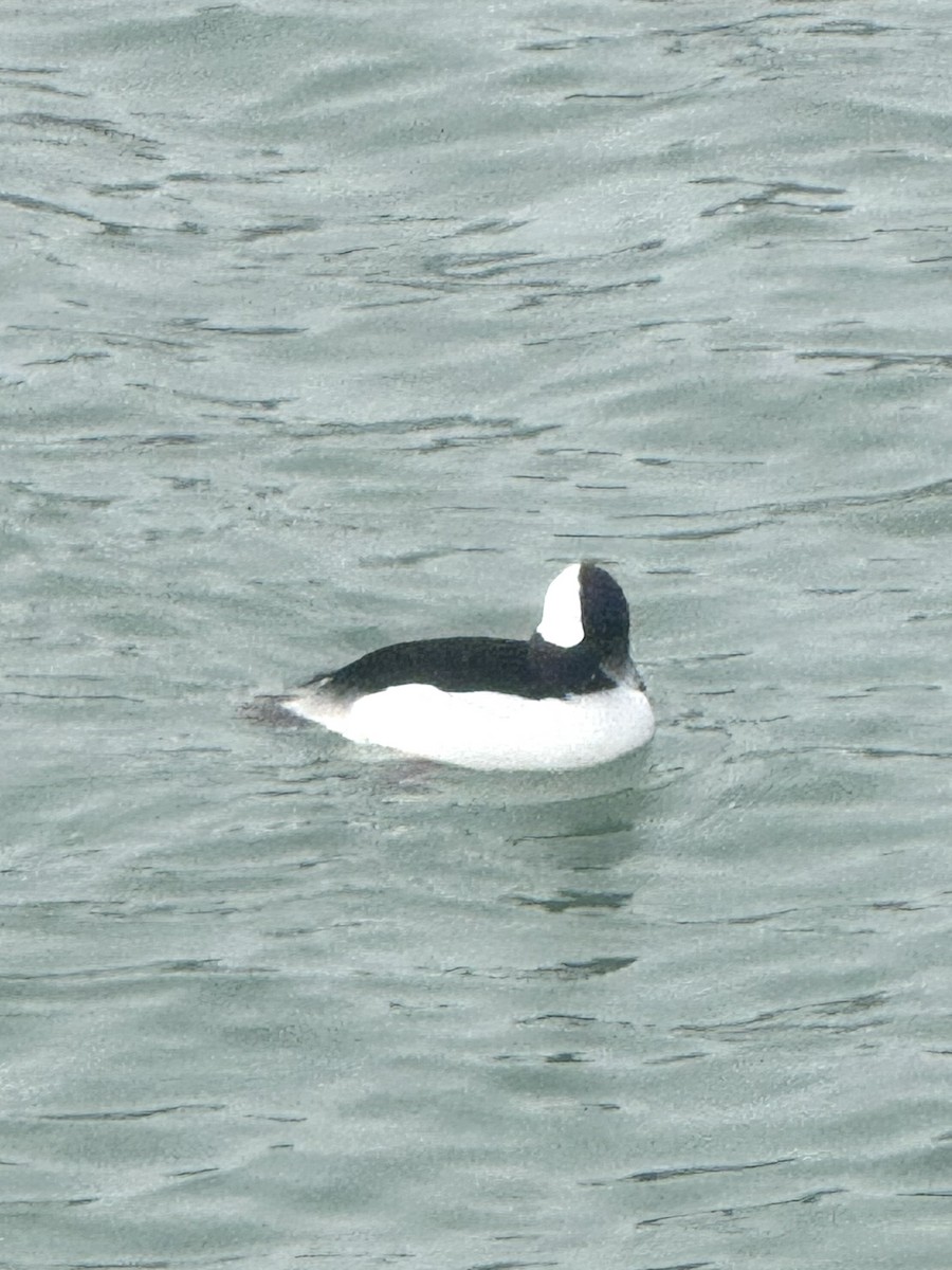 bøffeland - ML646262812