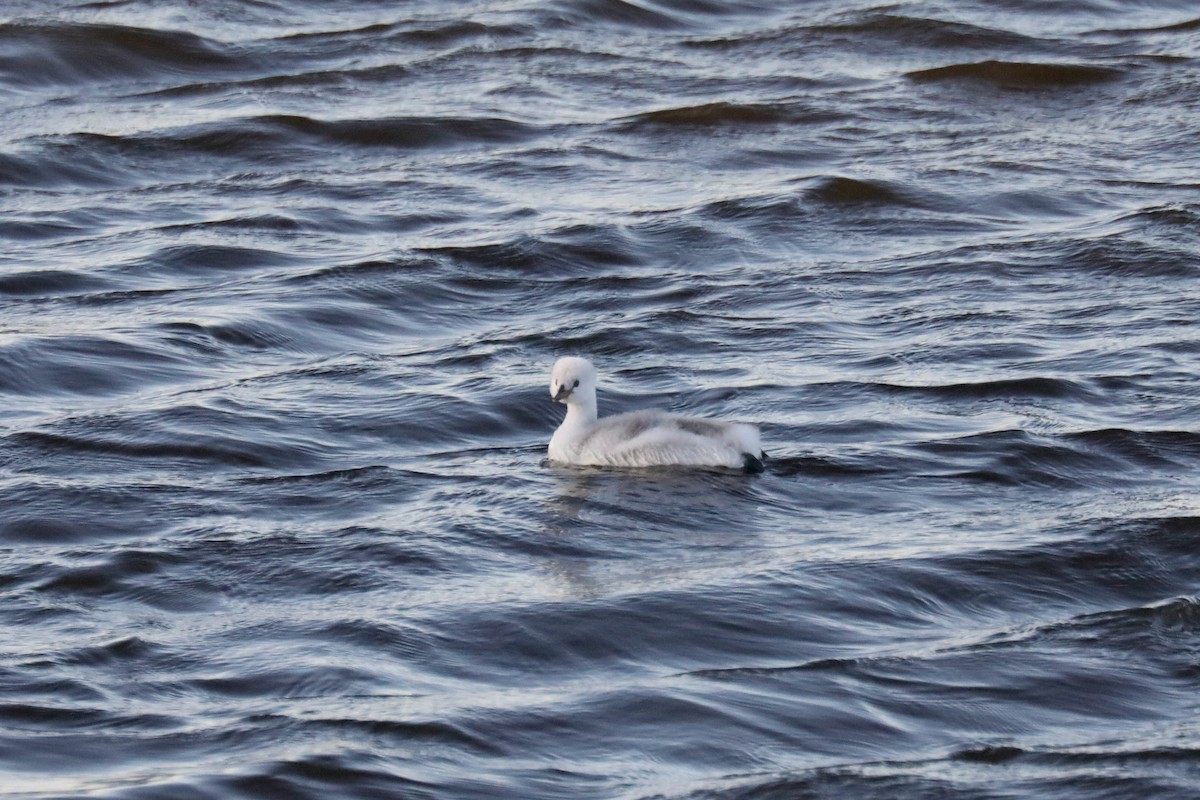 Clark murgila - ML646262816