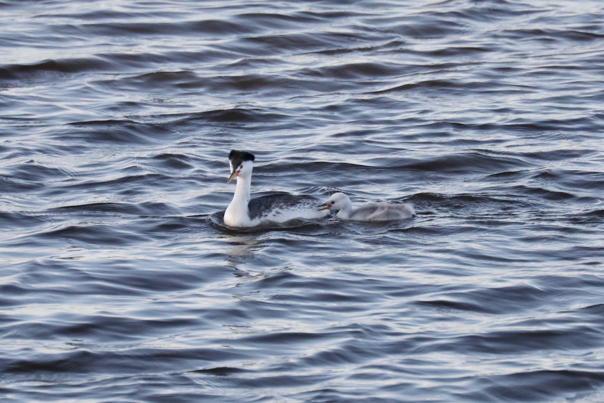 Clark murgila - ML646262817