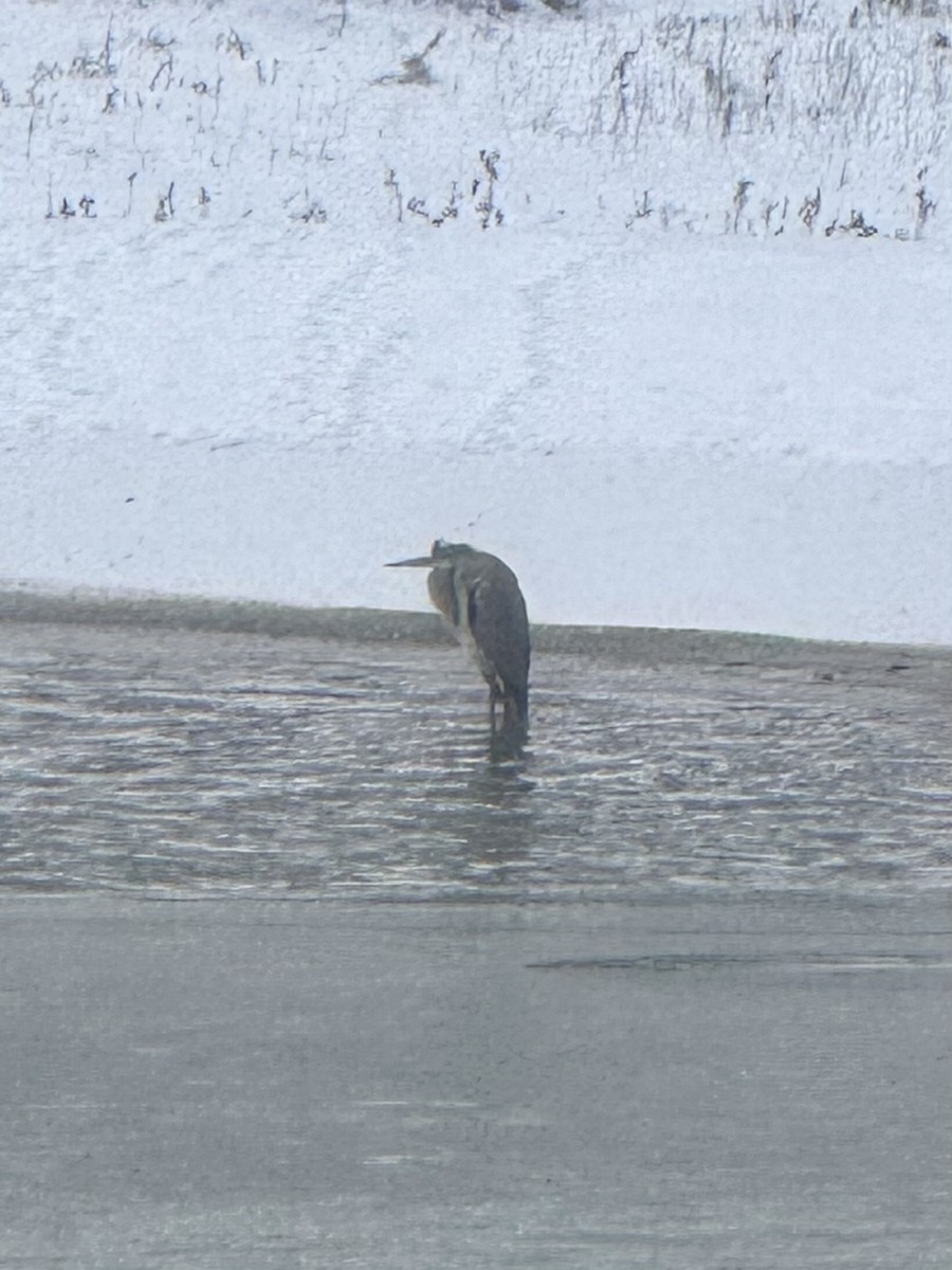 herodiashegre - ML646262823