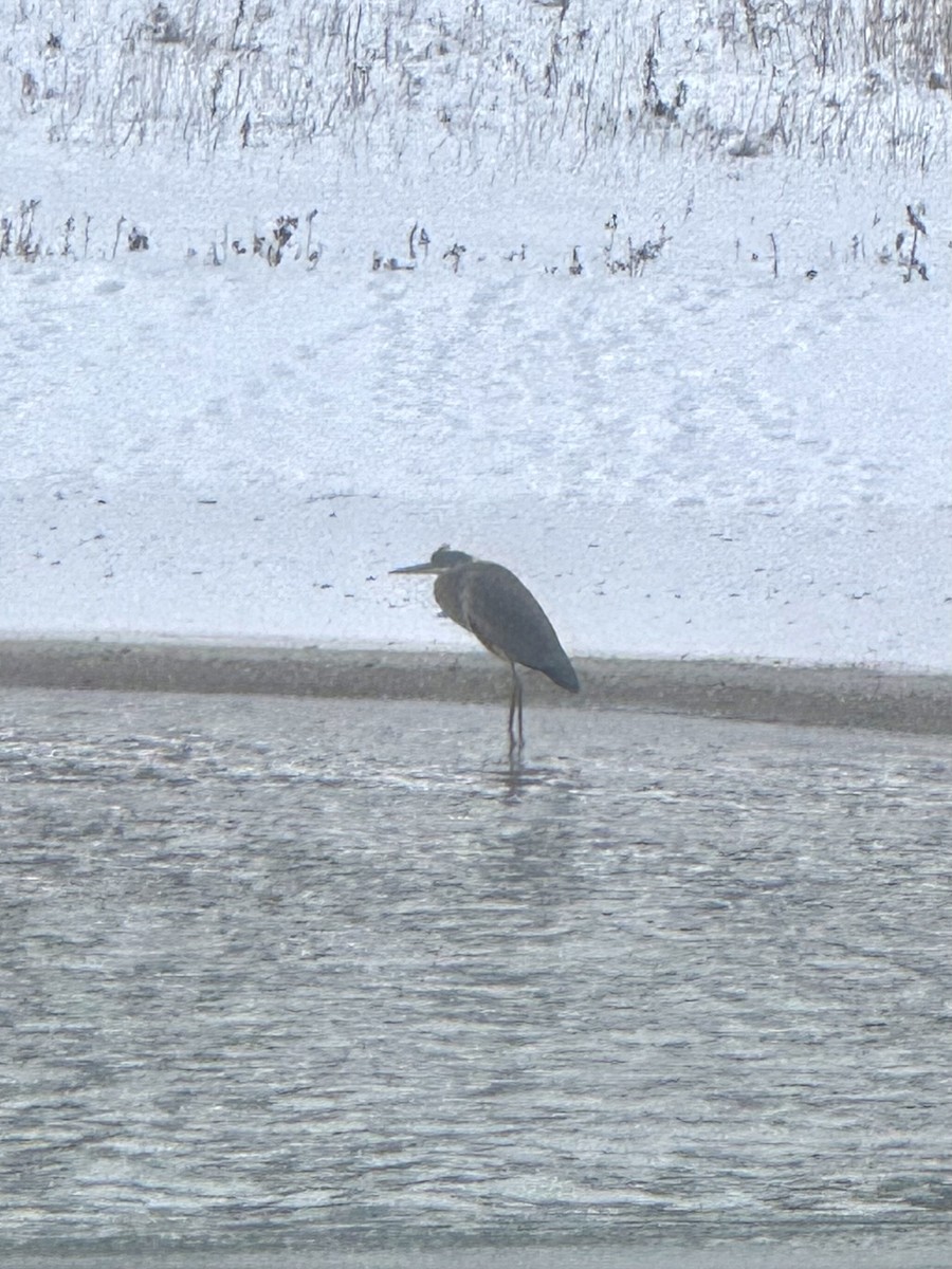 herodiashegre - ML646262824