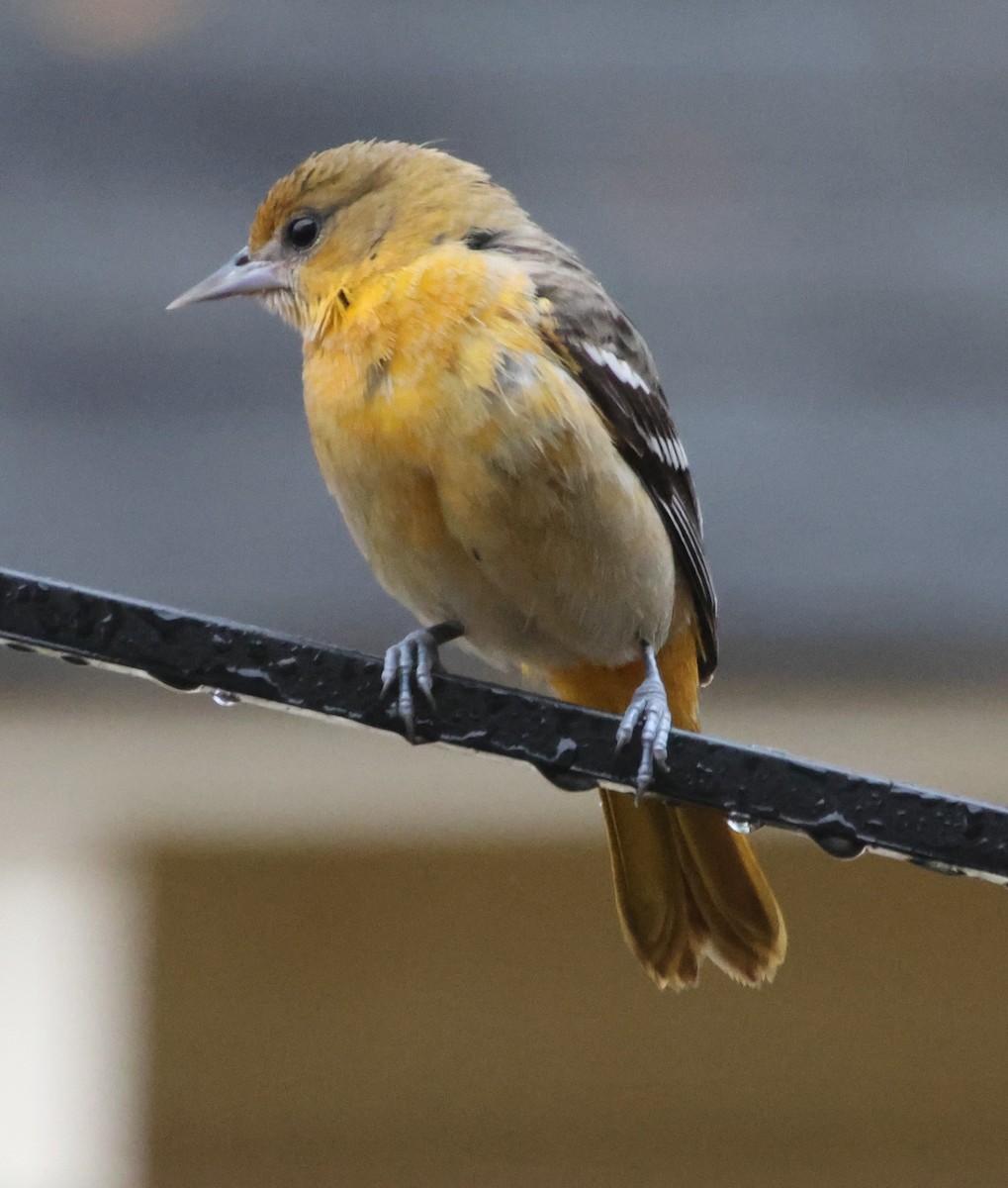 lundtrupial - ML646262825