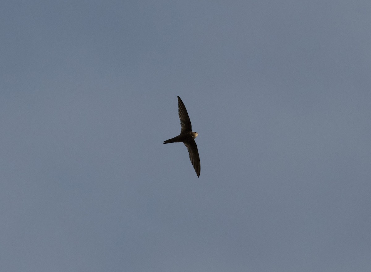 kanariseiler - ML646262826