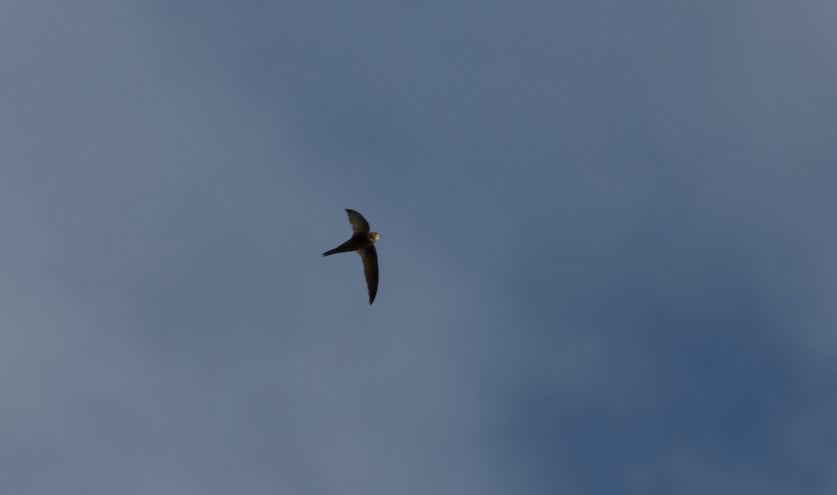 kanariseiler - ML646262827